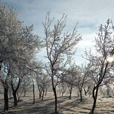 Silent Frost Breeze Embraces Dawn