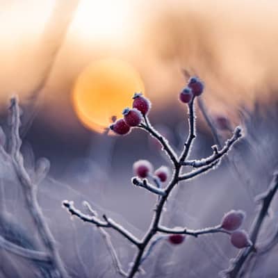 Frosted Ember Glow at Dawn