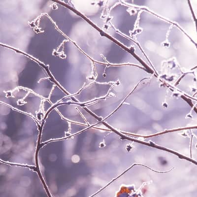 Silent Steps Through Frost