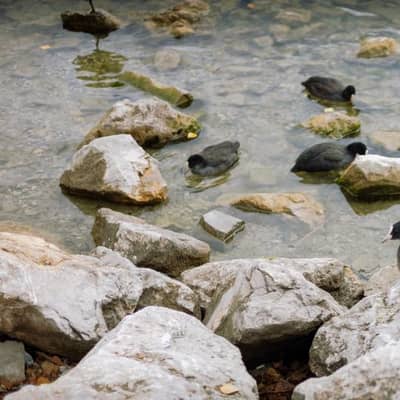 Aube sur la Comoé, chuchotements d'ailes