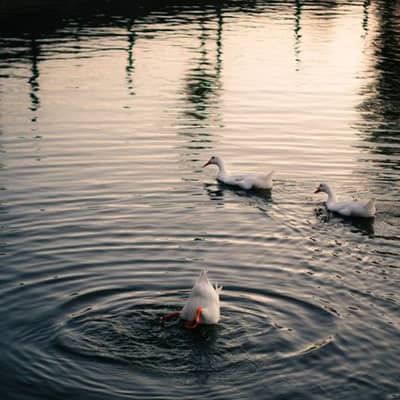 Ibadan's Rain-Washed Nightwater
