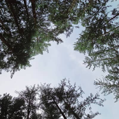 Cedar Canopy Wind and Mountain Thunder