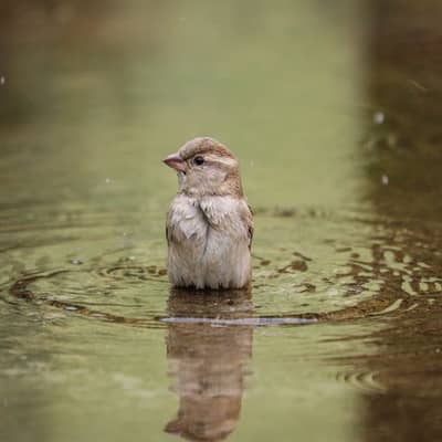 Summer Night's Water Lullaby