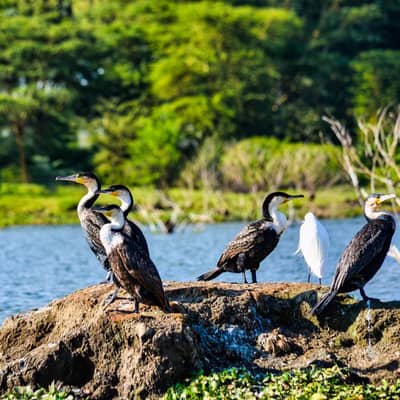 Lake Victoria Nap, Mvua ya Mchana
