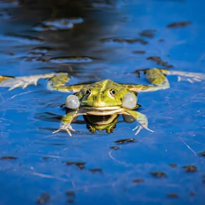 Frogs' Lament As Night Falls By Water