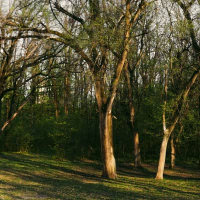 Healing Grove at Breakbreak