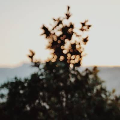 نسمات الصباح في المرتفعات