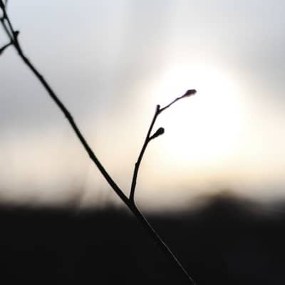 Frost-Bitten Dusk, Whispers of Ice and Stone