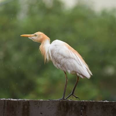 ভোরের বৃষ্টি-ভেজা নদীপারের পক্ষী