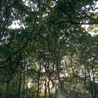Alba de humo y recuerdo