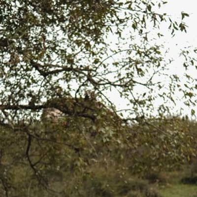 Soplos de Calma en la Selva