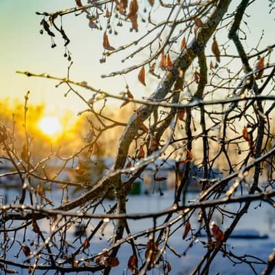 Frost Dawn Whispers Through Stormy Air