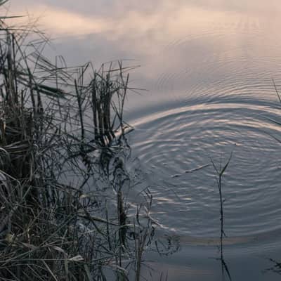 Sunlit Ripple at Quiet Shore