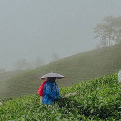 Kabut Siang di Ufuk yang Teduh