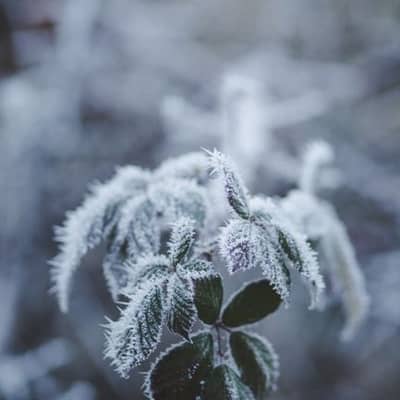 Frost-Kissed Midnight Path