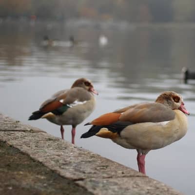 Pasos sobre Hojas en la Neblina