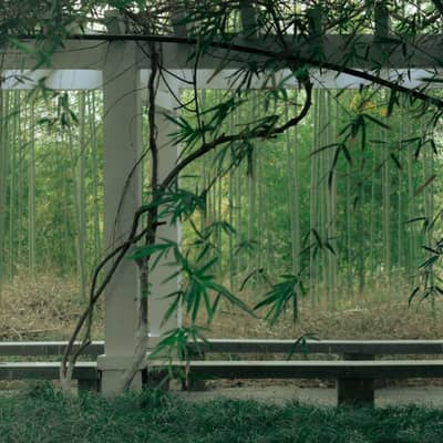 Midnight Bamboo Echoes