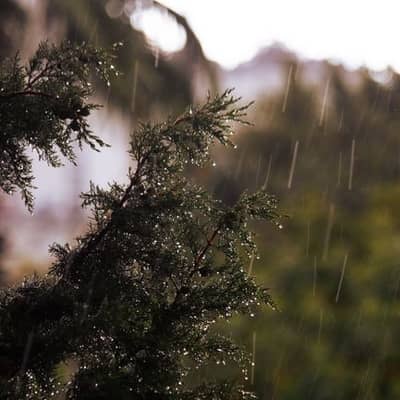 暮雨金竹远光