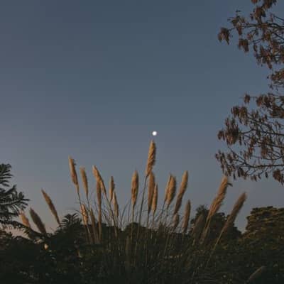 Nightfall Breezes Over Silent Pines
