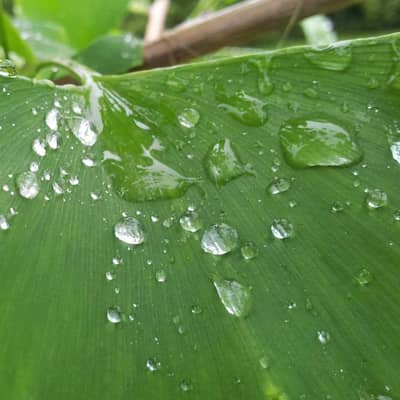 雨上がりの暁、庭の呼吸